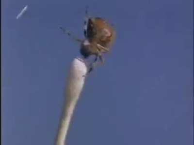 Spiders + drugs=