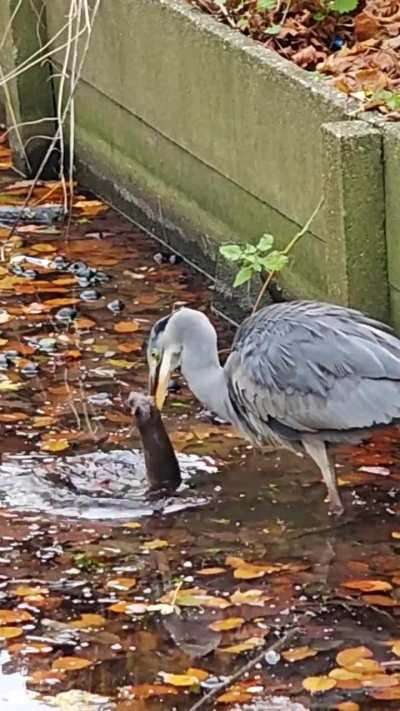 A heron drowning a rat