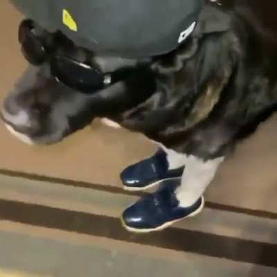Least funky dog in Bosnia