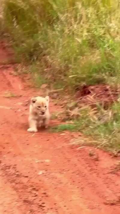 he is trying his best to be scary 😍😍