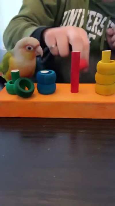 Yes. I am smart parrot. Day 7 of my training. Tomorrow, world domination.