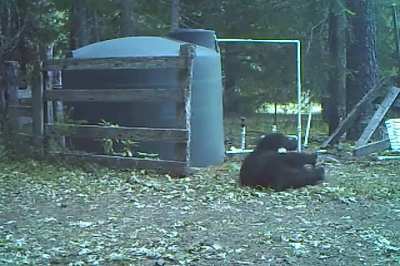 Bear reaction to worst pain known to man