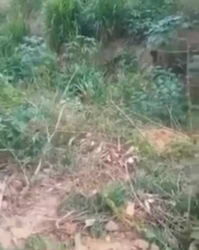 WCGW pulling roots by a steep hill