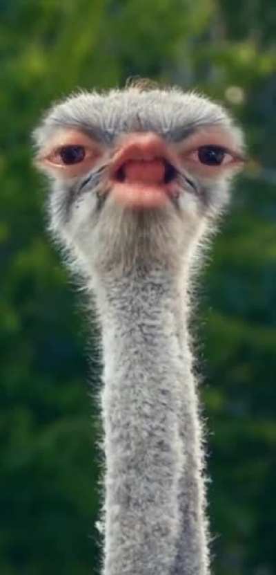 Perfectly cut ostrich scream