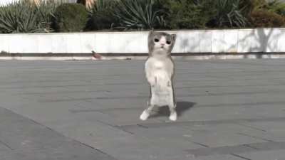 🙀🙀🙀😹😹🙀