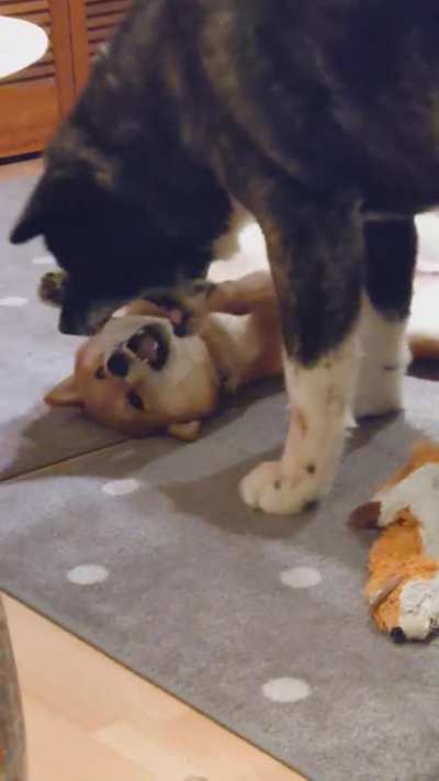 They're just playing...