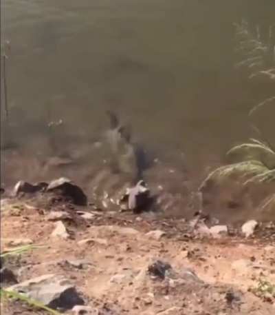 Hungry fish!
