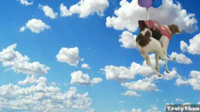 Up Dog