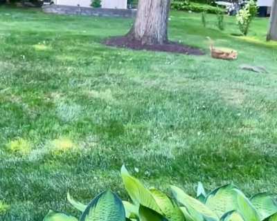 Speedy squirrel tries its best to outmaneuver a hungry fox