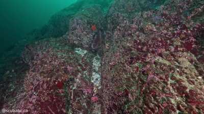 🐙🦀 Here&rsquo;s the Secret to Finding an Octopus Den [OC]