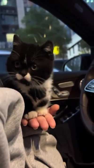 Captain black