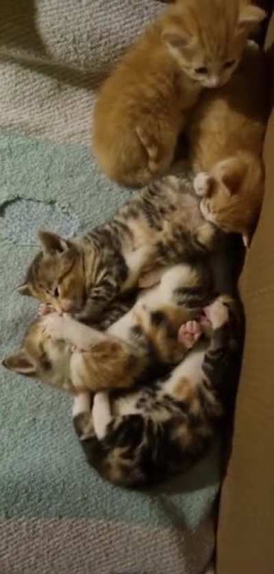 Do cats kissing cats qualify?