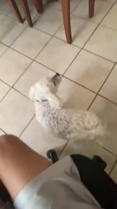 dog scream