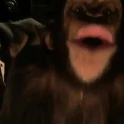 Monkey goes positively bonkers