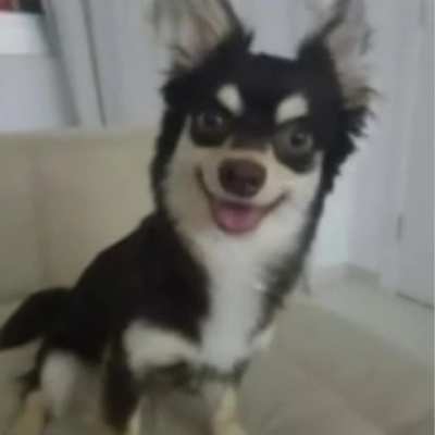 Lobinho t&aacute; diferente