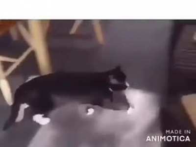 Kedi show
