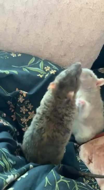 Watching my elderly boys tousle should not be so cute haha.