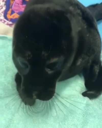 More fish please