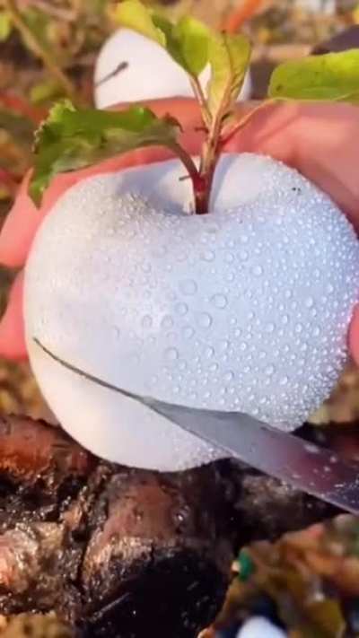 Arkansas Black apples and Ghost apples. /more text in comments...