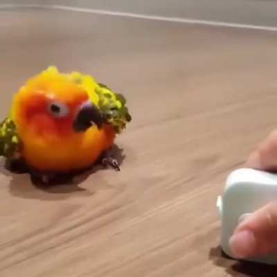 loro dance