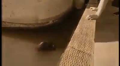 seal