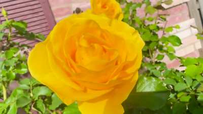 Harison&rsquo;s Yellow Ross of Texas is waking up.