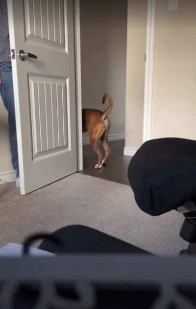 achoooo