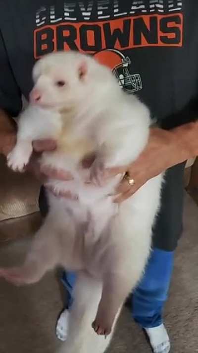 His name is Gus