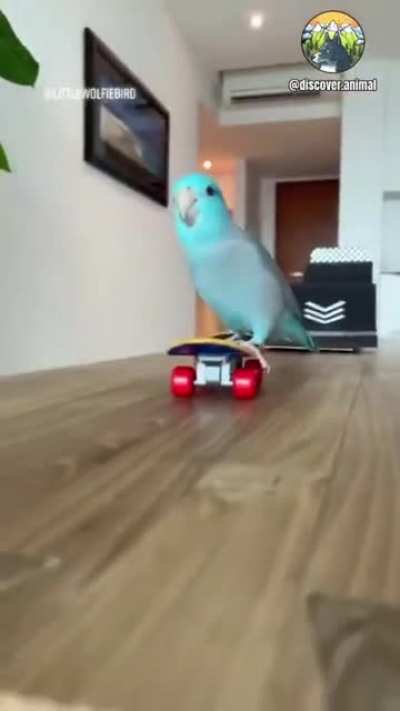 ♬ He was a skater bird ♫
