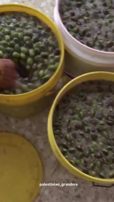 Olive harvest season in Tulkarm, 2025
