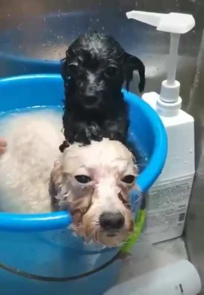 it's bath time