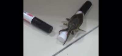 Large insect