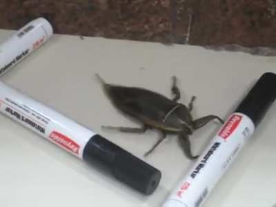 Large insect