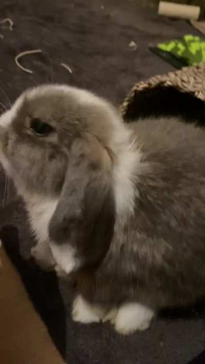 He&rsquo;s absolutely obsessed with licking me it&rsquo;s so cute! He&rsquo;s so gentle too; the occasional little nip but never intentional.