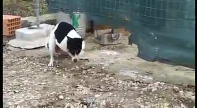 What da dog doin?