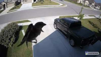 what da bird doin