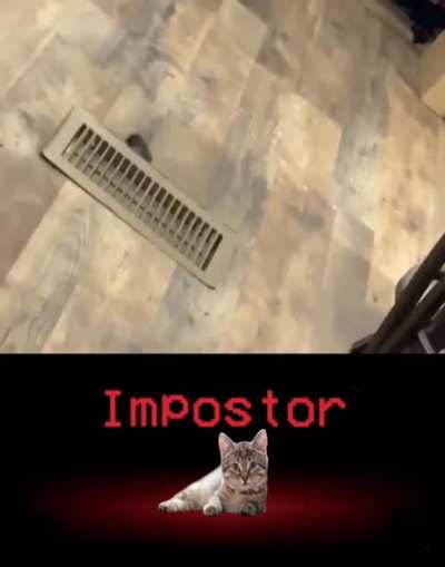 Cat is so sus