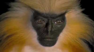 Gee&rsquo;s golden langur. Researchers have said that this monkey works hard to avoid human interactions, making them extremely difficult to observe in the wild
