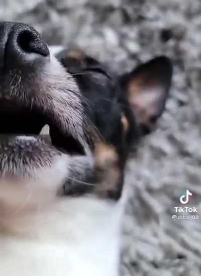 When I ask my dog if she wants her nails clipped