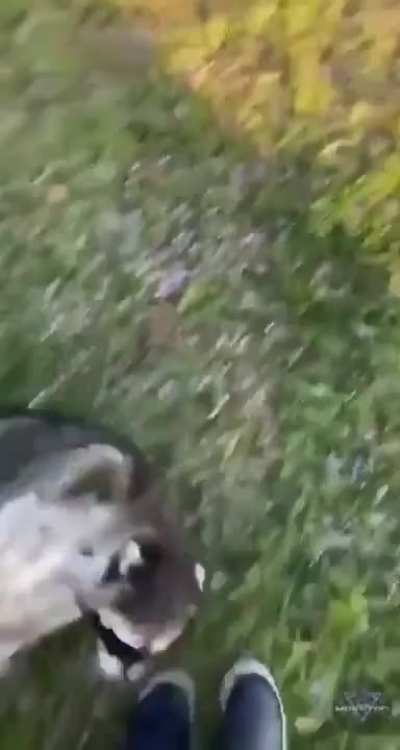 Rollcoon: spherical warrior.