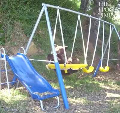 The bear