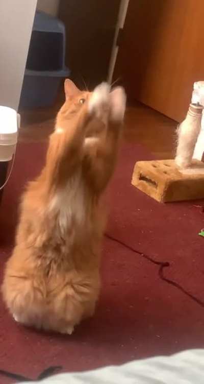 I love this guy to death, he&rsquo;s such a little weirdo