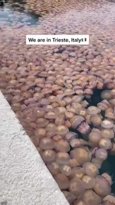 🔥 A smack of Jellyfish in Italy
