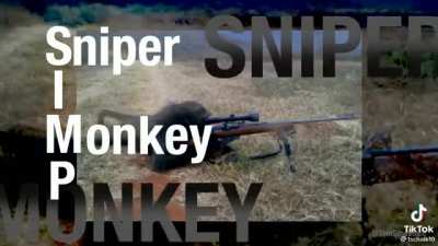 SIMP