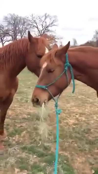 Horse brings girlfriend hay and they share it