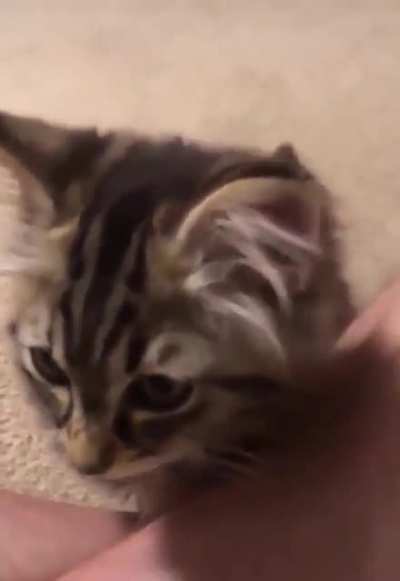 This kitten