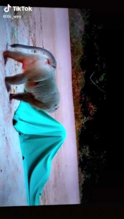 I know it&rsquo;s tik tok but thought it was funny.