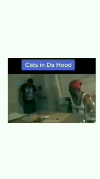 blursed_cat
