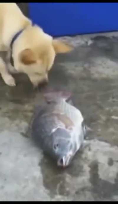Pobrecito :(