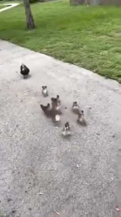 Ducky